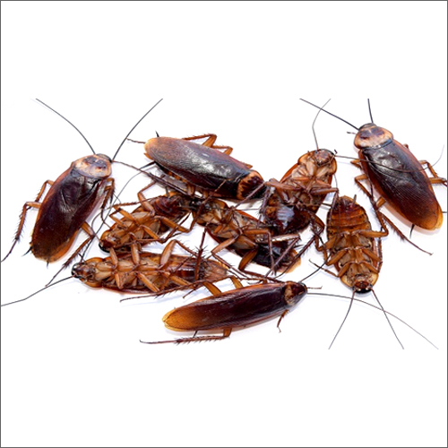 Industrial Cockroaches Management Service