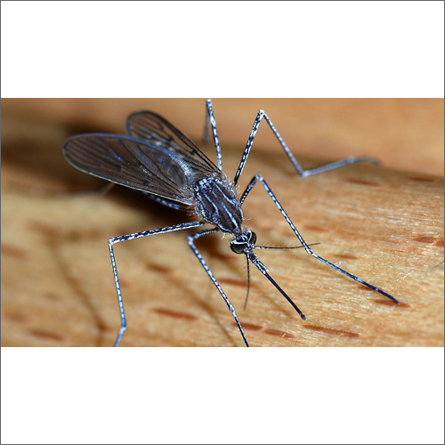 Mosquito Management Service