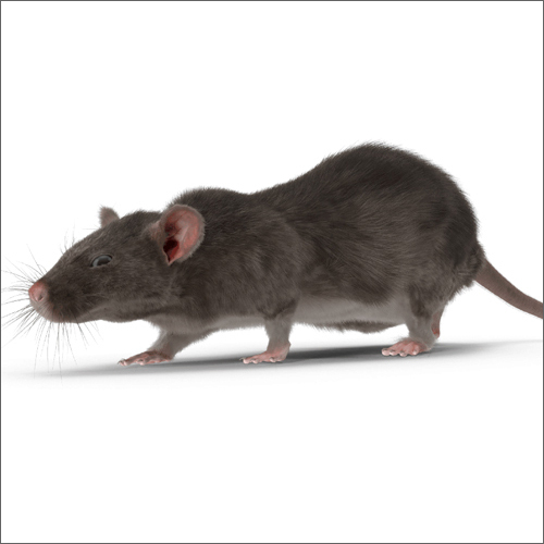 Rodent Rat Management Service