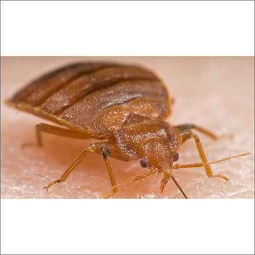 Bed Bugs Management Service By BUG VERMINATORS PRIVATE LIMITED