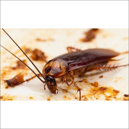 Cockroaches Management Service