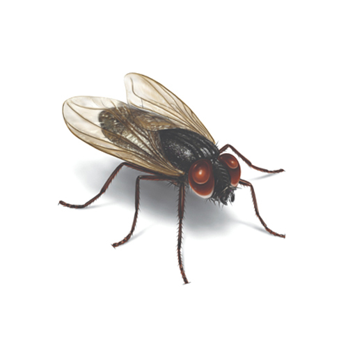 Flies Management Service