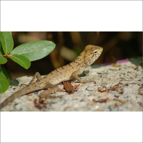 Pest Control Management Service By BUG VERMINATORS PRIVATE LIMITED