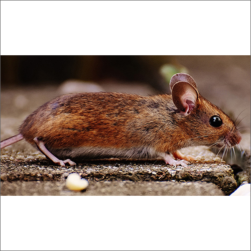 Rodent Management Service