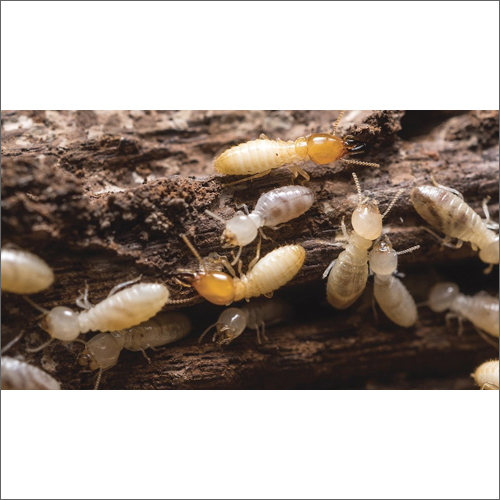 Termite Management Service By BUG VERMINATORS PRIVATE LIMITED