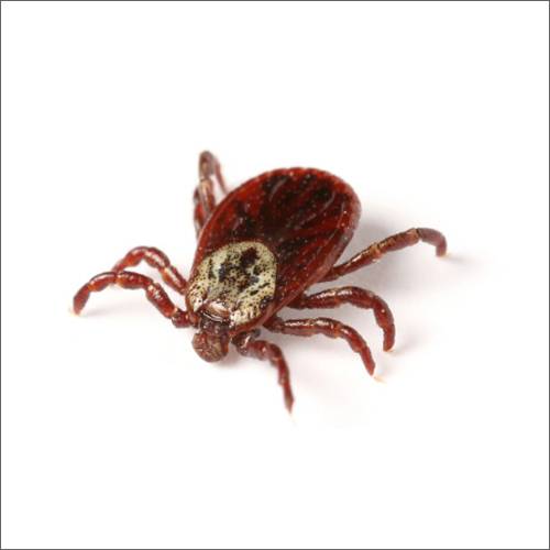 Ticks Management Service