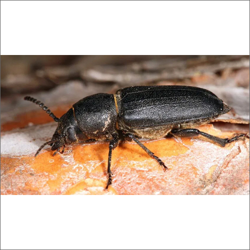 Wood Borer Pest Control Management Service By BUG VERMINATORS PRIVATE LIMITED