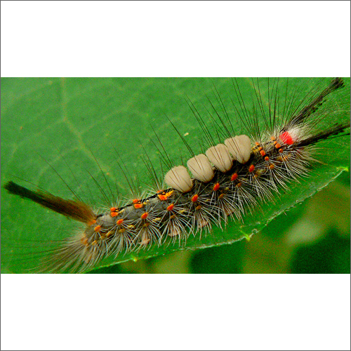 Caterpillar Management Service