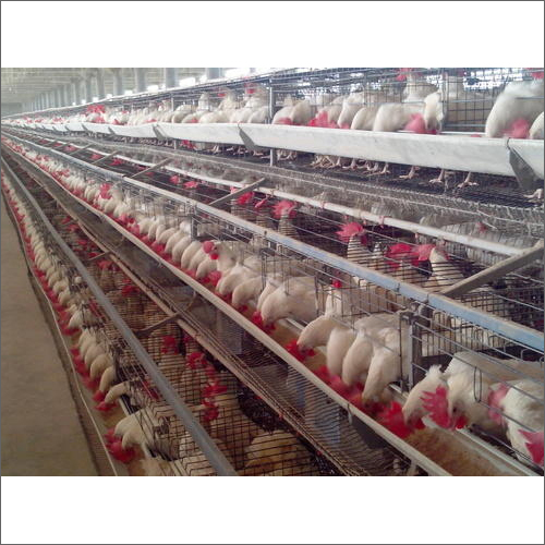 GI Layer Poultry Cage