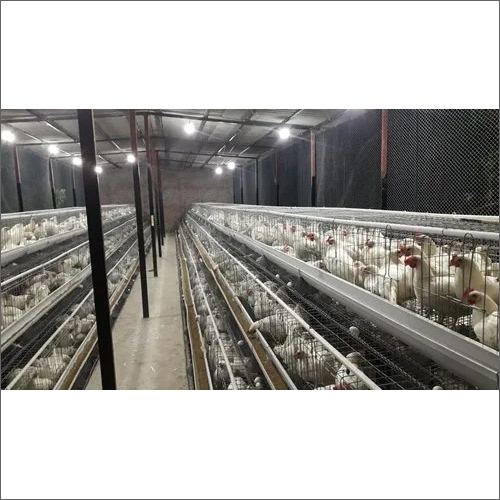 GI Egg Laying Cages
