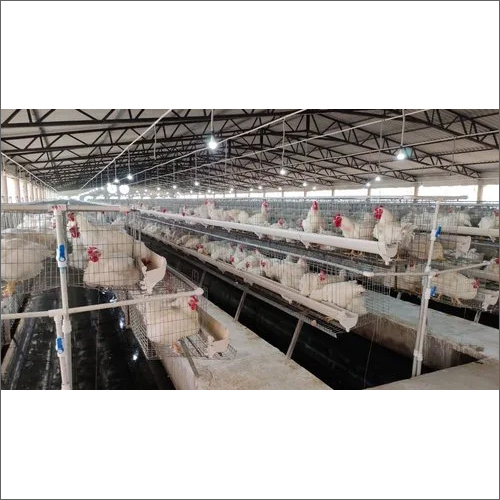 GI Wire Breeder Poultry Cage