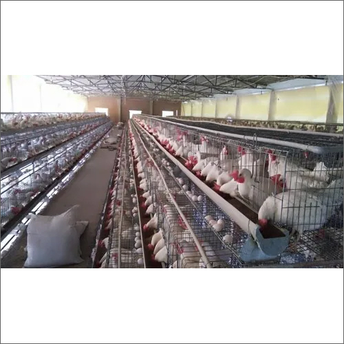 21x15x15 Inch GI California Poultry Cage