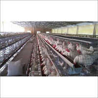 21x15x15 Inch GI California Poultry Cage