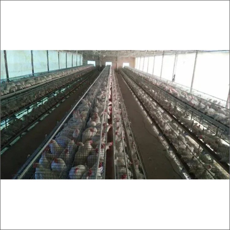 GI California Egg Cage