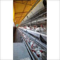 GI Wire H-Type Automatic Layer Egg Cage