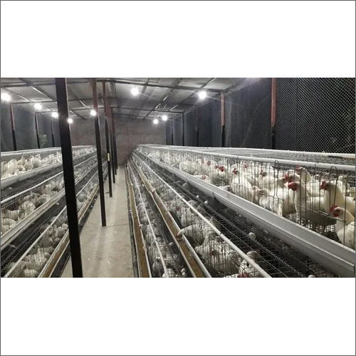 GI wire Chicks Cum Growing Cage