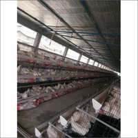 GI Wire Layer Chicks Cage