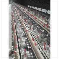 GI Wire Layer Poultry Cage