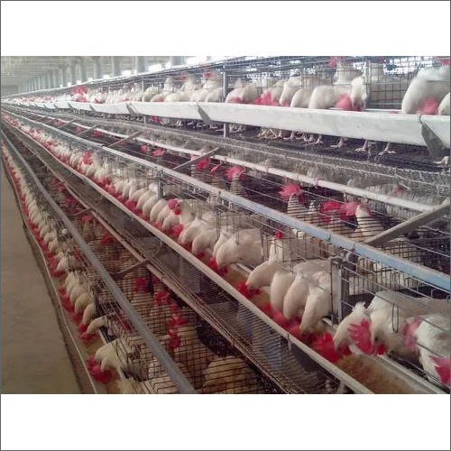 Galvanize Comfort Poultry Cages