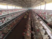 Gi Wire Poultry Cage - Color: Gray