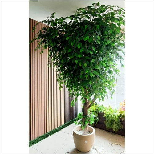 Green Ficus Tree