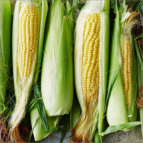 Common Fresh Corn
