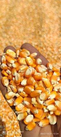 Maize Seeds By Natural Health and Food Store
