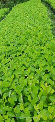 Apple ber Plant