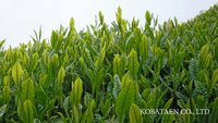 Japanese Green Tea Powder bulk Made in Japan Kyoto