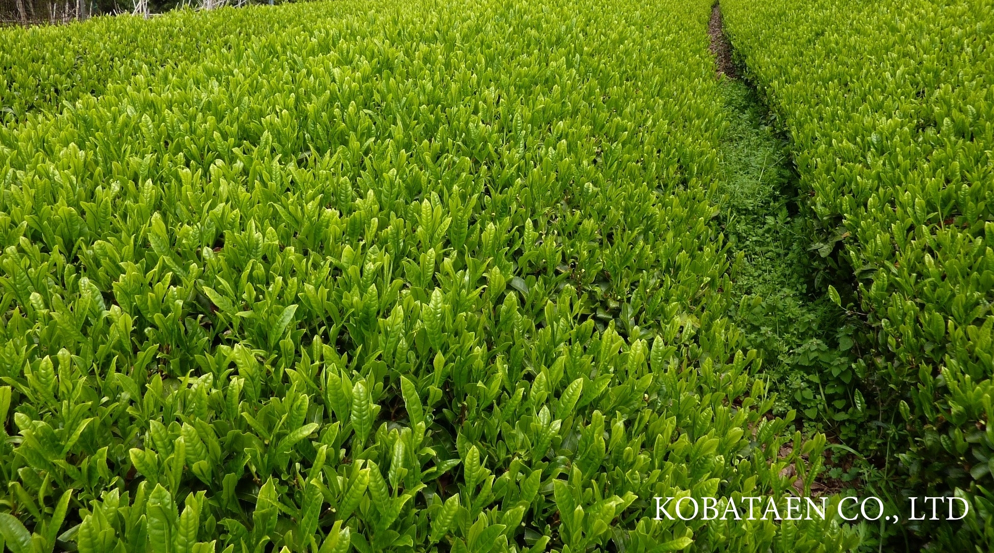 Japanese green tea Sencha loose leaf bulk 25kg from Japan Kyoto