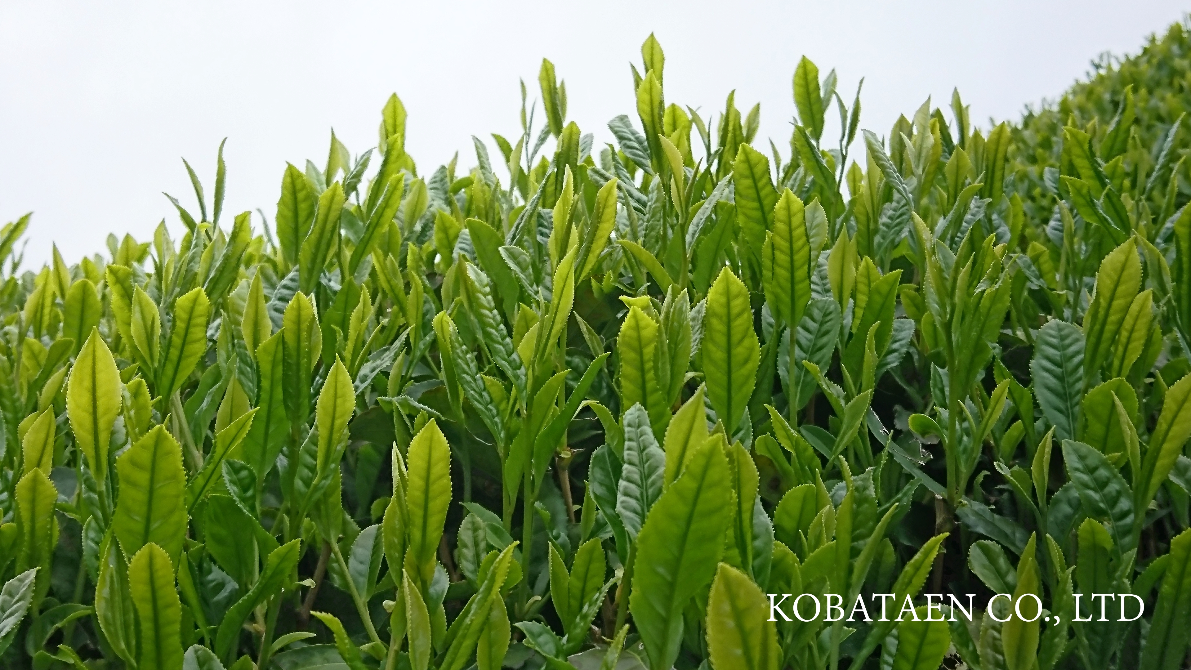 Japanese Green Tea Karigane Made in Japan Kyoto