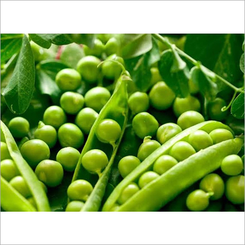 Rectangle Fresh Green Peas