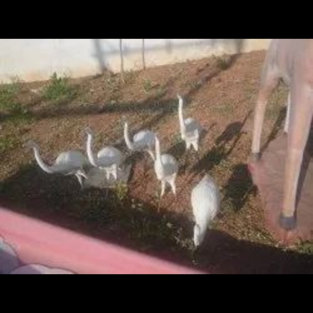 FRP Small Bird
