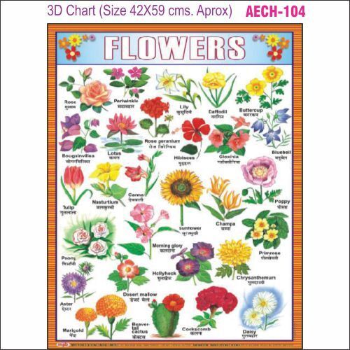 3D Educational Chart AEC- 104