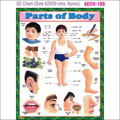 3D Educational Chart AEC- 109