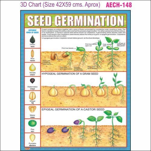 3D Education Chart AEC- 148