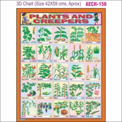 3D Education Chart AEC- 156