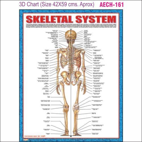 3D Education Chart AEC- 161