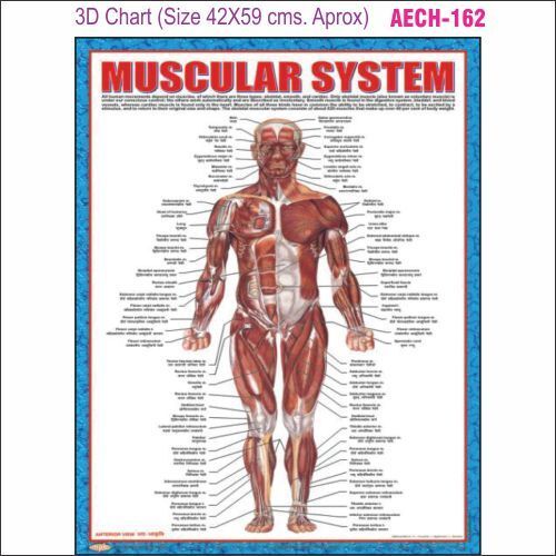 3D Education Chart AEC- 162