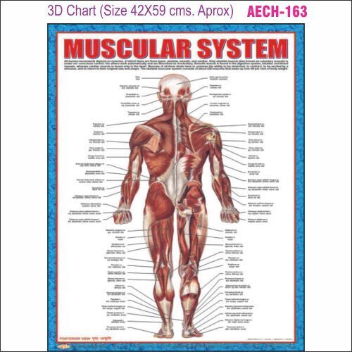 3D Education Chart AEC- 163