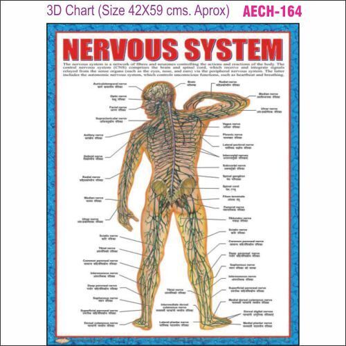 3D Education Chart AEC- 164