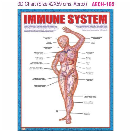 3D Education Chart AEC- 165