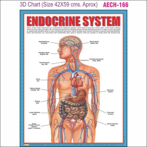 3D Education Chart AEC- 166