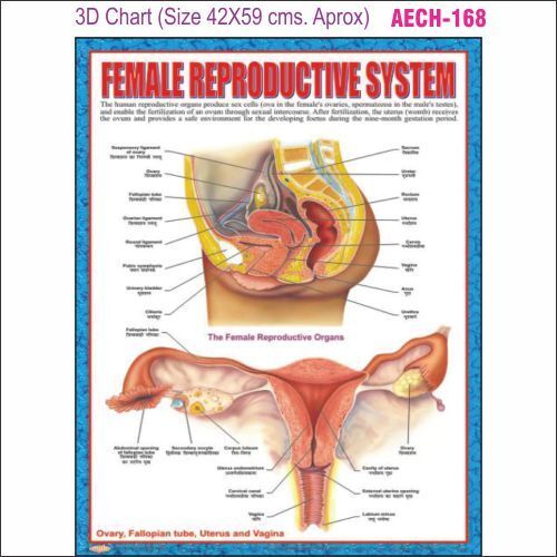 3D Education Chart AEC- 168