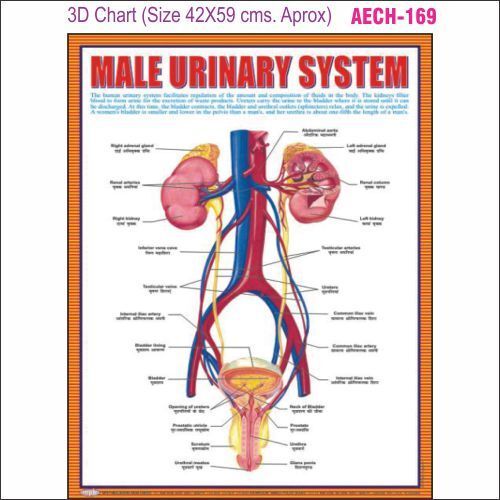 3D Education Chart AEC- 169