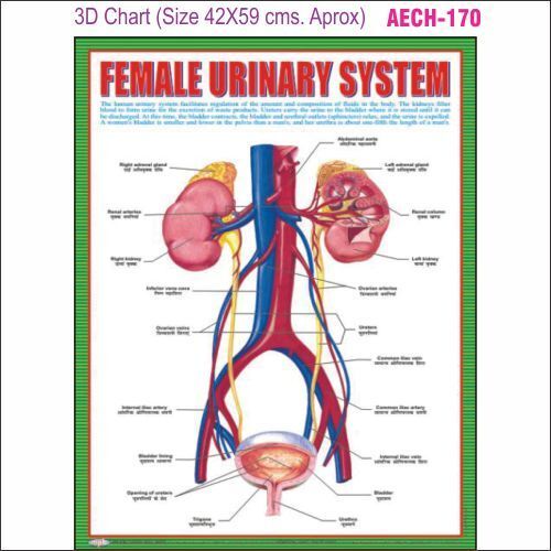 3D Education Chart AEC- 170