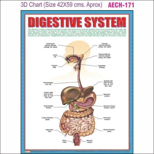 3D Education Chart AEC- 171