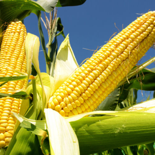 Non GMO White Maize Corn