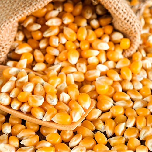 Non GMO Yellow Maize Corn