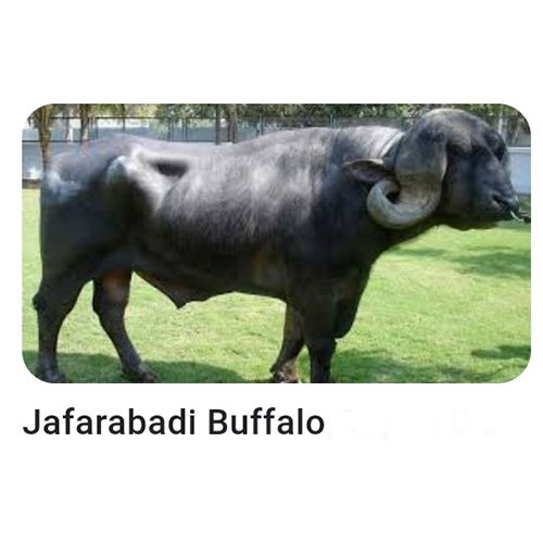 Black Jafarabadi Bull Semen